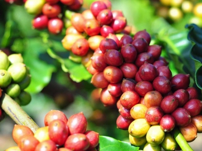 Coffee farmers in urgent need of VnSAT support