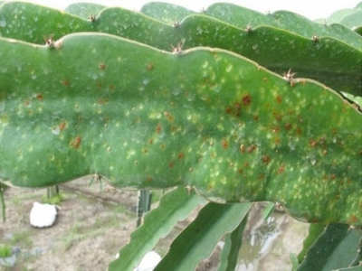 Treatment of BSD on dragon fruit ensures European export standards