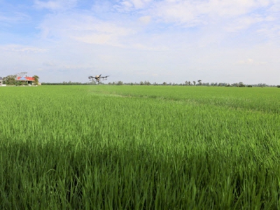 Applying SRP standards in production produces quality rice