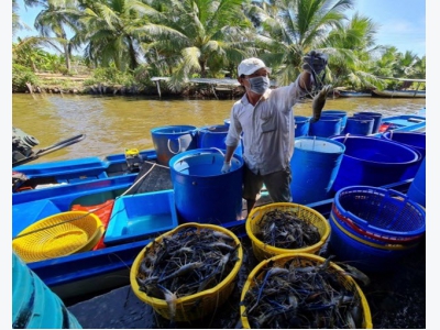 Delighted with the new fiscal years rice shrimp crop