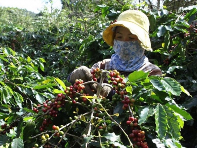 Coffee industry targets $6 billion export value in 2030