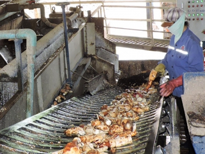 Cassava waste converted into organic fertilizer