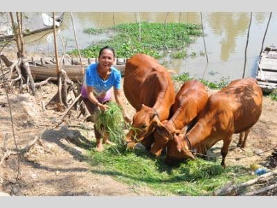 Dự Án Chăn Nuôi Bò Sinh Sản, Đảm Bảo Vệ Sinh Môi Trường Có Hiệu Quả Ở Đồng Tháp