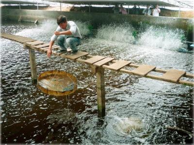 Nuôi Tôm Siêu Thâm Canh Trong Nhà Kính Ở Bạc Liêu