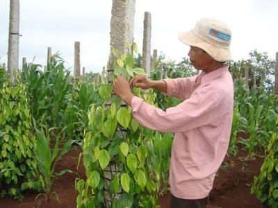 Trồng Tiêu Trên Trụ Cóc Rừng Ở Bình Thuận