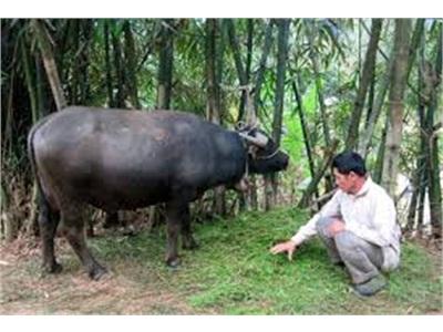 Chăn Nuôi Trâu, Bò Cần Lối Đi Bền Vững