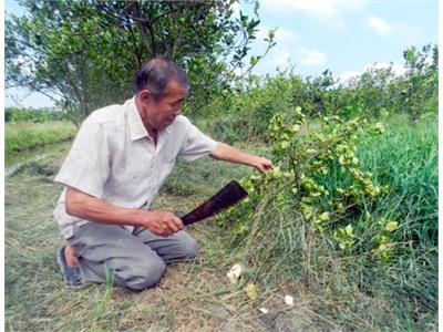 Bệnh Vàng Đầu Trên Cam Sành Hệ Lụy Của Phong Trào Sản Xuất Tự Phát?