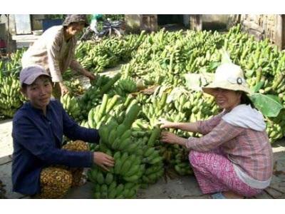 Trung Quốc Ăn Hàng, Chuối Tăng Giá