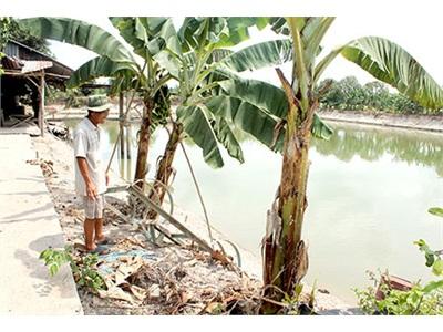 Giá Cá Tra Nguyên Liệu Tăng, Người Nuôi Vẫn Lo