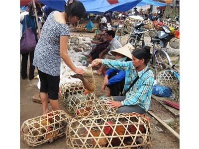 Giá Gà Tăng Trở Lại