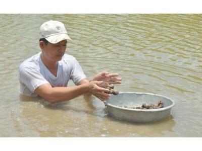 Nuôi Sò Huyết Trong Vuông Tôm Tăng Thu Nhập Cho Nông Dân Hàm Rồng (Cà Mau)