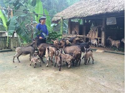 Triển Vọng Nuôi Dê Ở Chợ Đồn (Bắc Kạn)