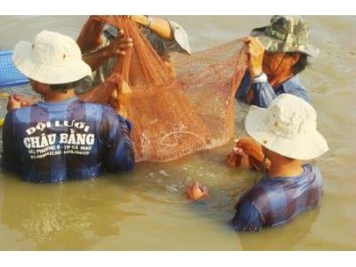 Tôm Nuôi Có Nguy Cơ Bùng Phát Dịch, Ngành Thú Y Gặp Khó