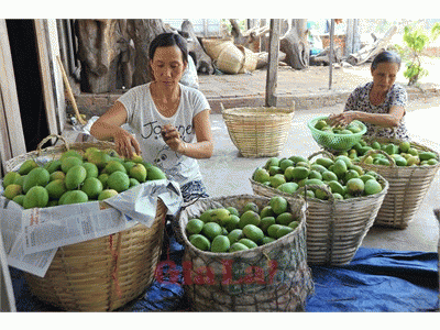 Xoài Phú Bổn Vào Mùa Chín Quả