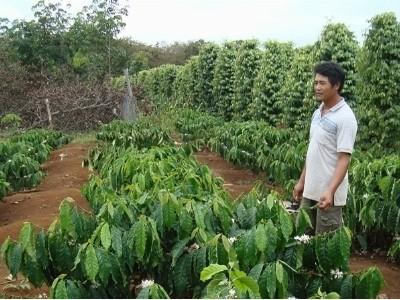 Lâm Đồng sẽ là trung tâm cà phê Arabica