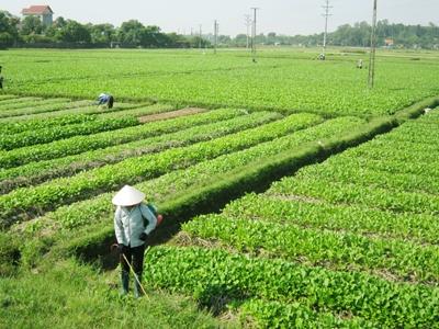 Thành phố Hồ Chí Minh ban hành Tiêu chí cánh đồng lớn