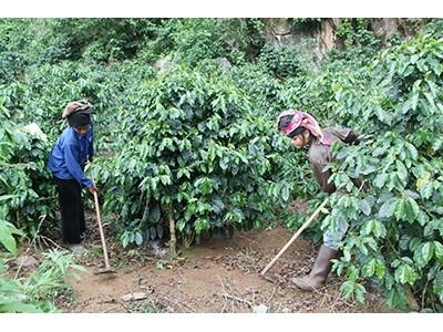 Sản xuất cà phê theo hướng hiệu quả, bền vững