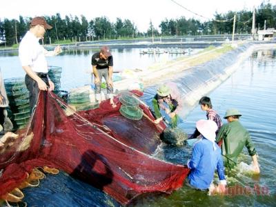 Nghệ An áp dụng VietGAP vào nuôi tôm