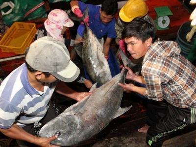 Ra khơi nửa ngày, ngư dân Quảng Trị thu hơn nửa tỷ đồng