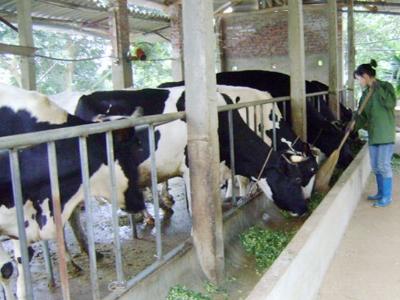 Ngành chăn nuôi thay đổi toàn diện để vượt cửa tử 2018