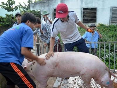 Ngành chăn nuôi heo sẽ... chết nếu chơi theo luật ao làng