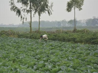 Rau sạch Bắc Ninh đang được người tiêu dùng biết đến