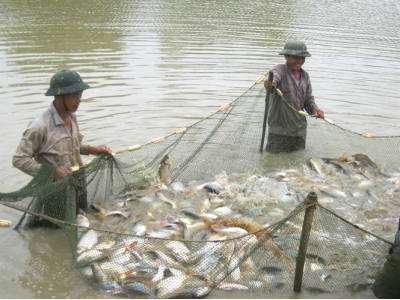 Cải tạo hạ tầng thâm canh thủy sản