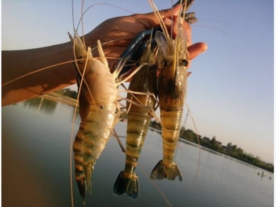 Culture of giant freshwater prawns in China