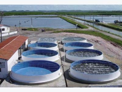 Brazils Intensive Shrimp Nursery Systems Improve P.L. Management, Shorten Growout