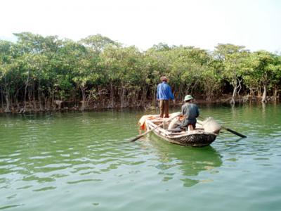 Ca Mau suitable for organic shrimp farming