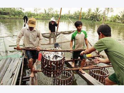 Vietnamese farmers rush into raising catfish over Chinese demand