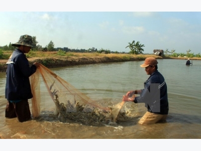 Ca Mau targets 280,000 hectares of prawn farming by 2020