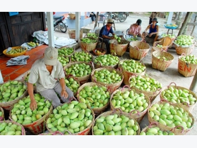 Mango producer struggles to meet Australian standards