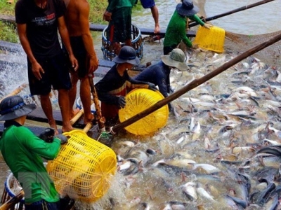 Numerous difficulties challenge tra fish export