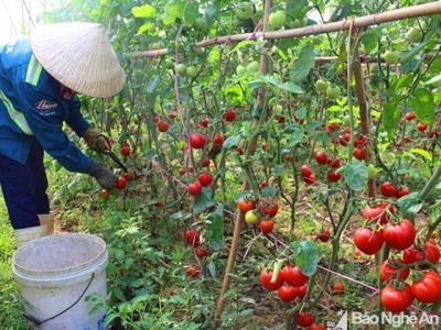 Cà chua tăng giá, nông dân phấn khởi vì có lãi