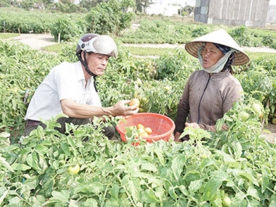 Trồng cà chua trên cát trắng