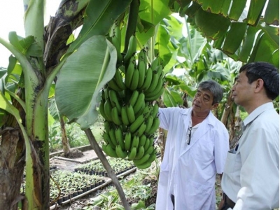 Cần Thơ to build 700ha specialised fruit farm