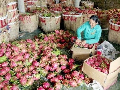 Chinese firms must report origin of Vietnamese fruits