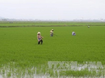 Sustainable agriculture project raises farmers profits by 14 per cent