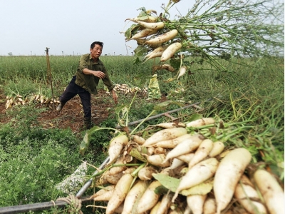 Vietnamese farmers should study market demand to avoid oversupply, losses: PM