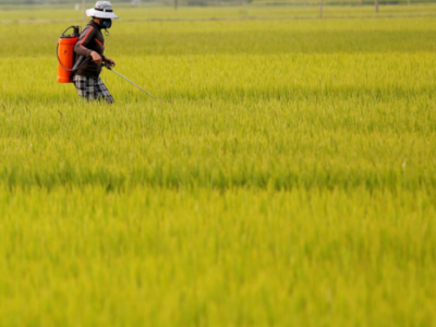 Prices of rice dip in Asia as demand eases for India variety, Vietnam harvests peak