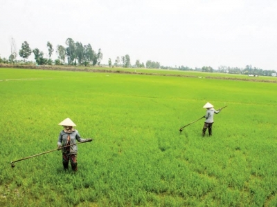 Chủ động phòng ngừa dịch hại