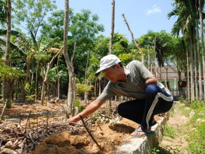 Mô hình vườn kiểu mẫu của một cựu chiến binh