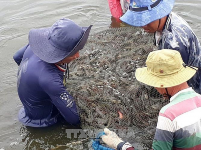 Delta district expands shrimp-rice farms