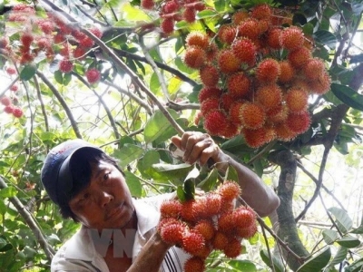 Export of Vietnamese rambutan to New Zealand announced