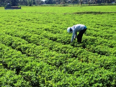 Luân canh lạc trên đất lúa