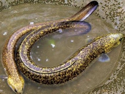 Pilot project breeds marbled eels in Bac Giang