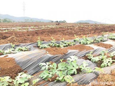 Nghệ An: Nông dân sang Thanh Hóa thuê đất trồng dưa hấu