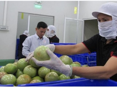 Tiền Giang tightens quality control of star apples