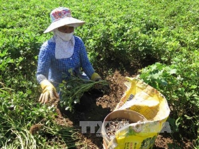 Lạc được giá, người dân Bình Thuận phấn khởi vì lãi cao